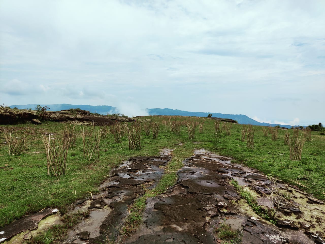 Restoration of degraded forest areas